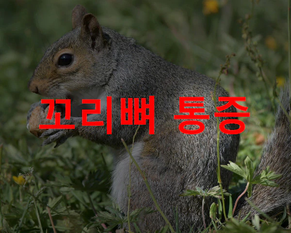 꼬리뼈 통증 관리방법