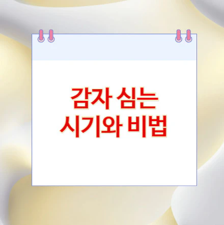 감자-심는-시기